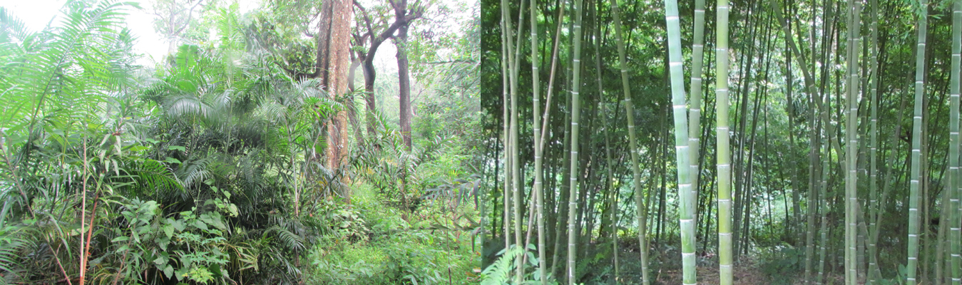 Field Image & Chalnakhel Bamboo